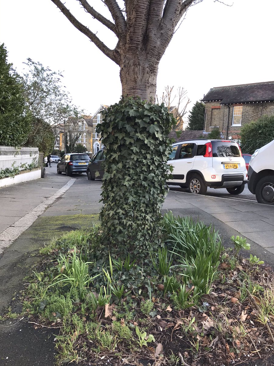 @jonburkeUK @gideoncorby @TheStreetTree @andyheald @JeremyDBarrell @David_J_Elliott @TreesforCities @Labourstone Not quite up to German standards but a good start. (Will look more impressive in a couple of months of course).