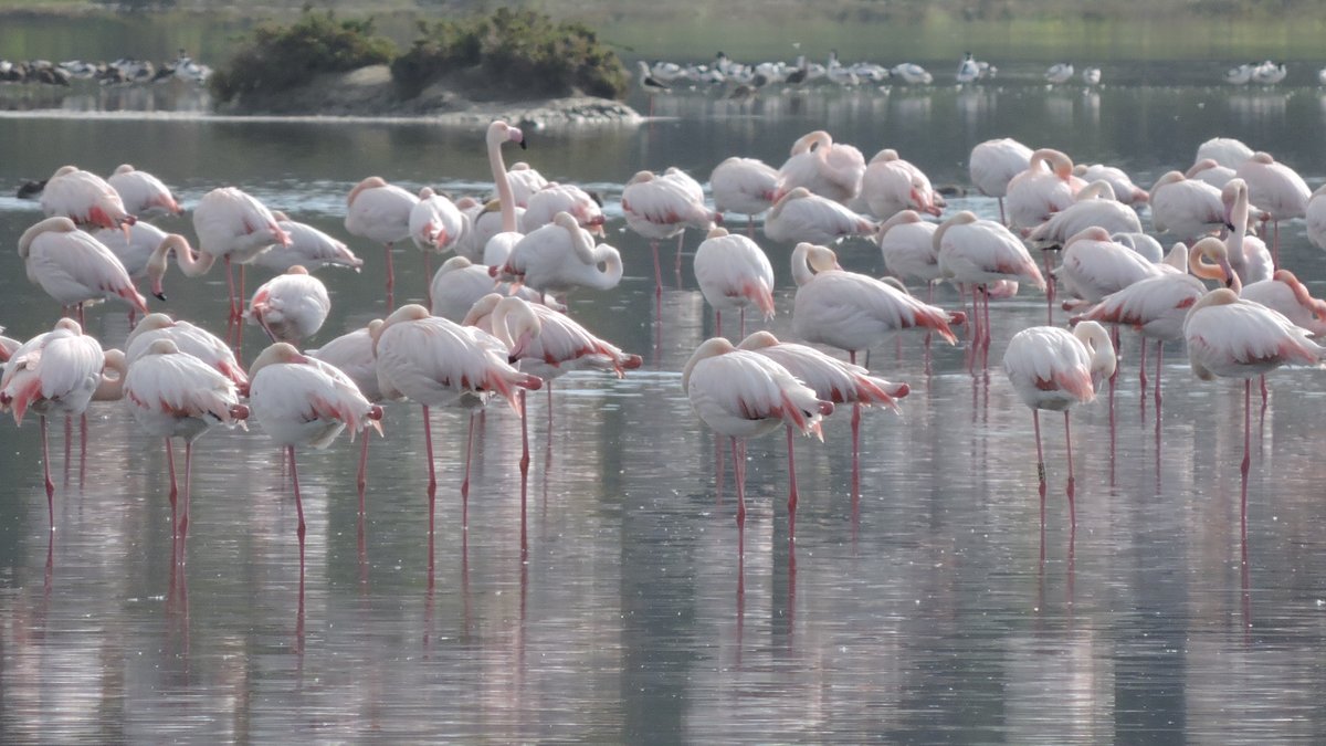 euskadiz's tweet photo. Flamencos en el Parque Natural de la Bahía de Cádiz. https://t.co/9C4uPeJEtg