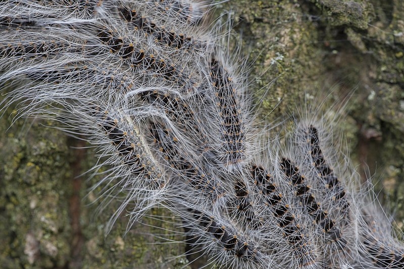 Natuurlijke vijand tegen eikenprocessierups! Vraag naar de mogelijkheden...bit.ly/2Ska09T  Lees ook het artikel in het AD van afgelopen weekeind: ad.nl/voorne-putten/…  #eikenprocessierups #geenjeukdezezomer #natuurlijkevijand #aaltjes #steinernema #nematoden