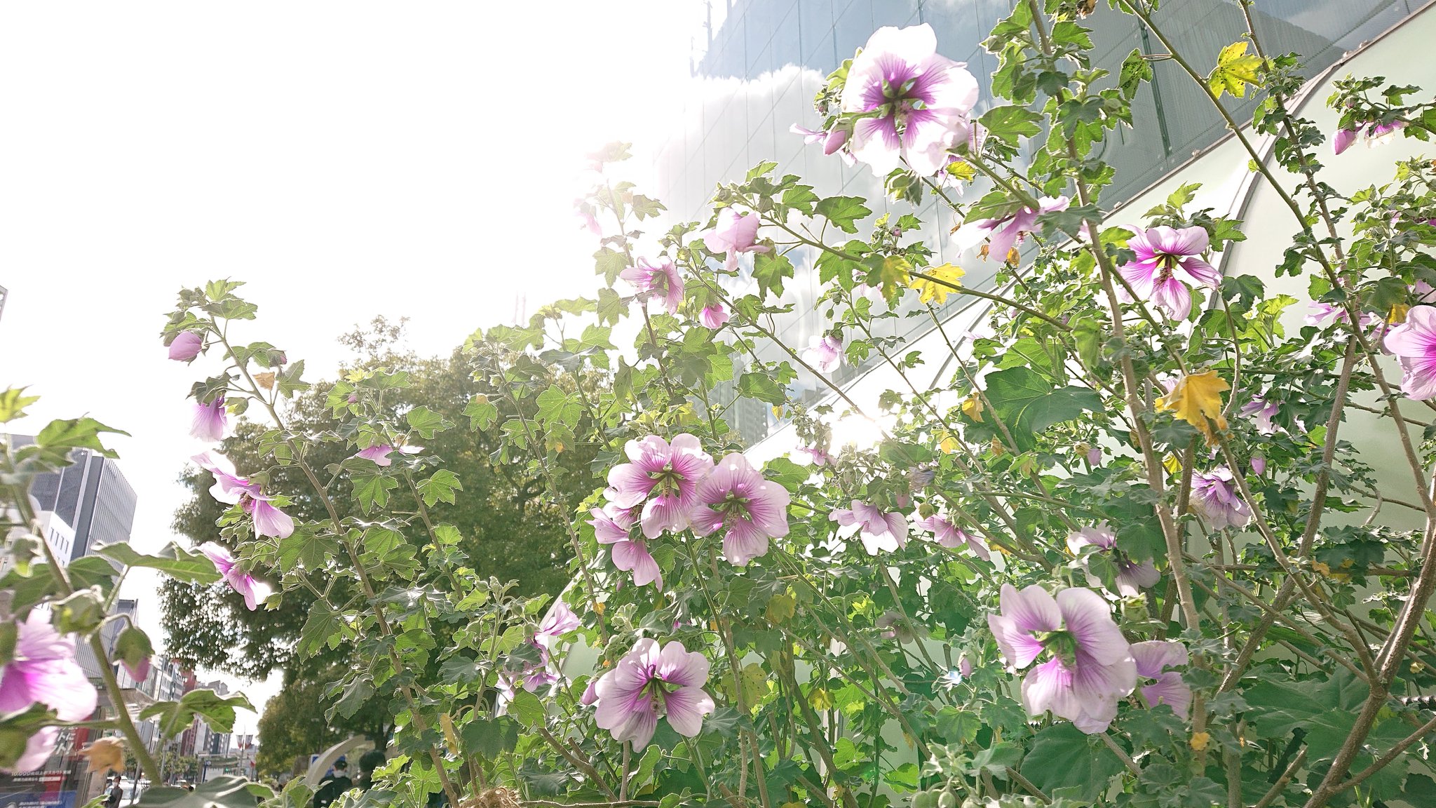 春なす 花写真 ラバテラ バイカラー 花葵 ハナアオイ