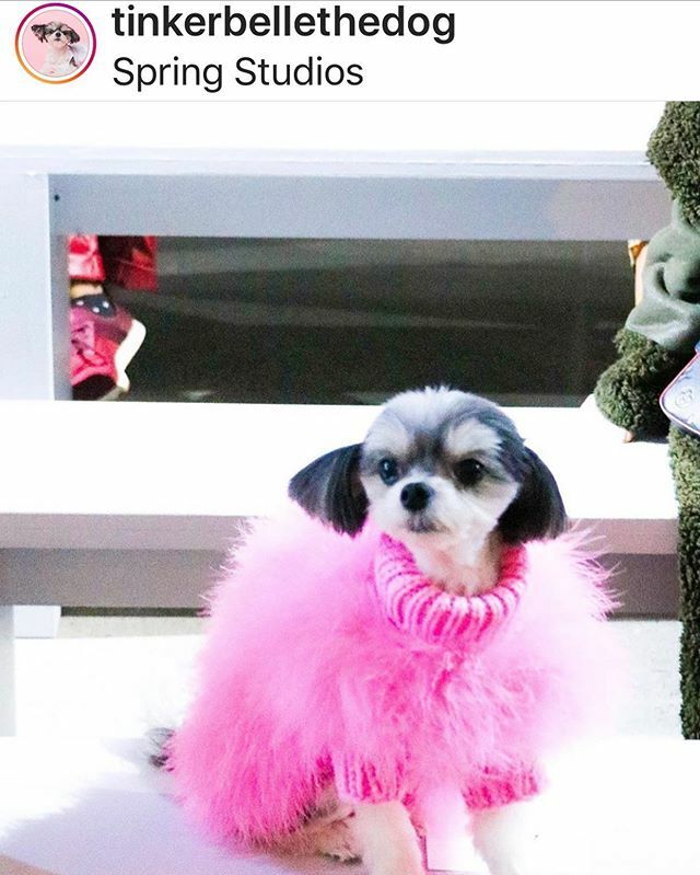 Happy Fashion Week 👗👠👛 @tinkerbellethedog #frontrow representing 🐶 everywhere 💕 #nyfw #nyc #dogsofinstagram