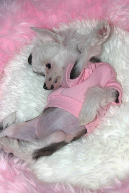 BellFriday's tweet photo. Baby Lala. Luxuriating in her  furry bed.  #chinesecrested  #bestathomecontest #WKCDogShow https://t.co/tJKpRx7aIH