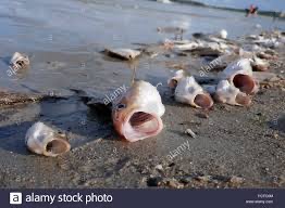 Quote:
“If the fish are dying in the lake there is something wrong with the lake, not the fish”
- Harvey Silver

#ESSA20
#BeyondTheory
#ThoughtfulClassroom

thoughtfulclassroom.com