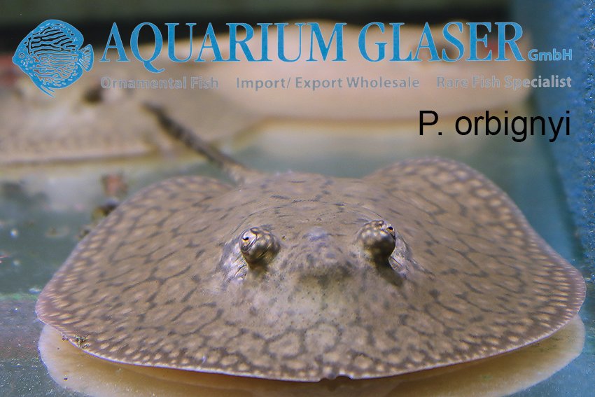aquariumglaser's tweet photo. #Potamotrygon #orbignyi #germanbred
find more details and pics @ https://t.co/kgExUnuDLM https://t.co/8gQ2s36sqv