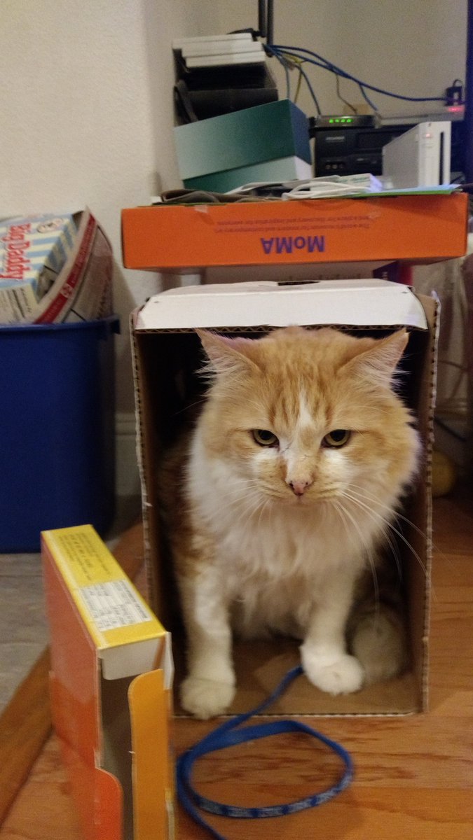 random7HS's tweet photo. Taking a cue from @Shelter_Fang2 #CatsForYang #YangMoneyBomb
Tracker is still up, so I'll dm cat pics to anyone that donates to @AndrewYang until 12 PM PST https://t.co/LSAEhjH91Z
