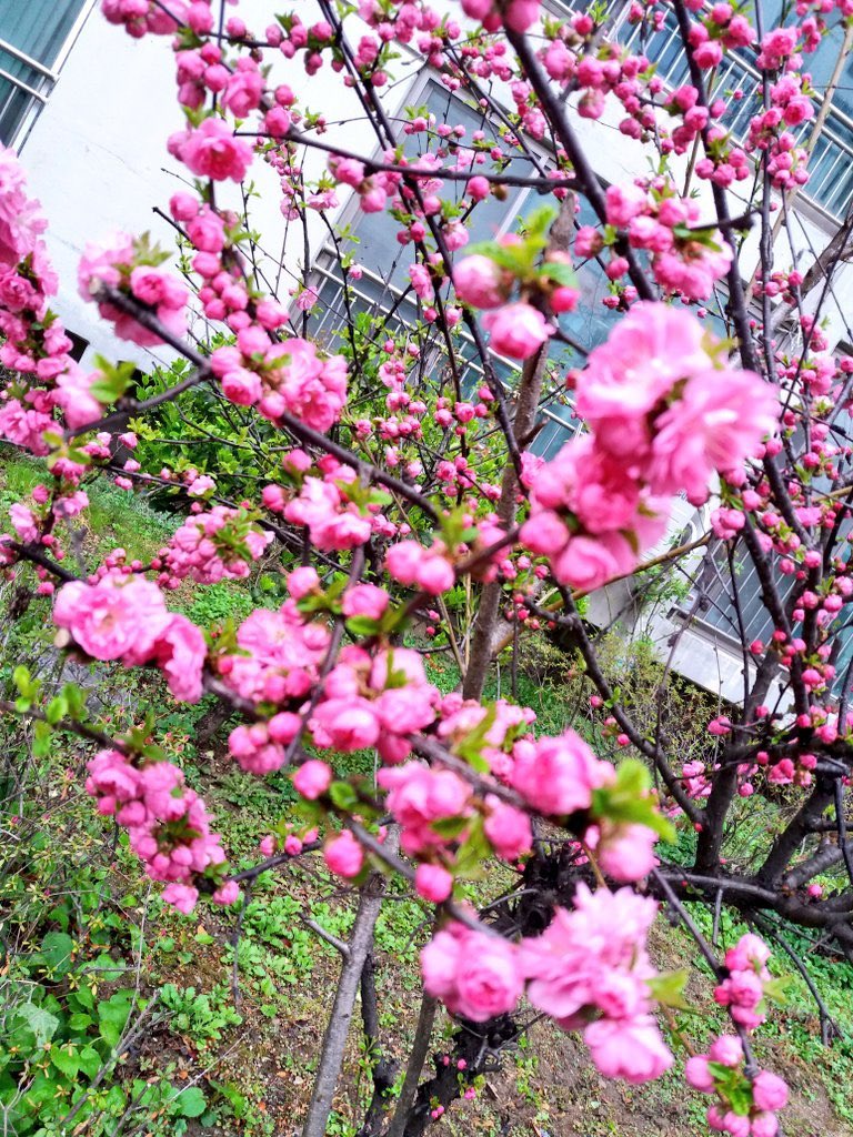 해남은 해외 남쪽인가
해남가는길
푸르던 내마음
붉은 꽃으로 피어난다
아니면 바다의 남쪽인가
해남가는길
소금꽃 끝없이 피어나는 가슴
낙타등같은 하루를
두드리며
해남가는길
가면 갈수록
끝없이 목마른그길

🌿🌼해남 가는길/ 박병두