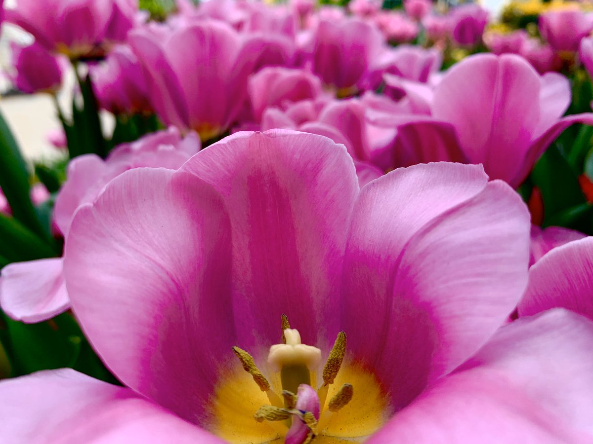 4oclockScenery_'s tweet photo. #VANTEinspired #PhotosforVANTE #4oclockScenery #ForMyLoveV #TexasScenery #TexasFlowers #Tulips https://t.co/NunyAAVp1S