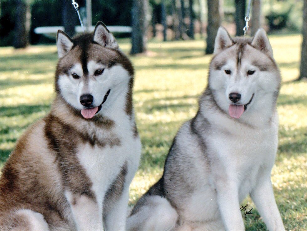 #BestAtHomeContest #WKCDogShow 
Max and Bear are ready for their closeup!