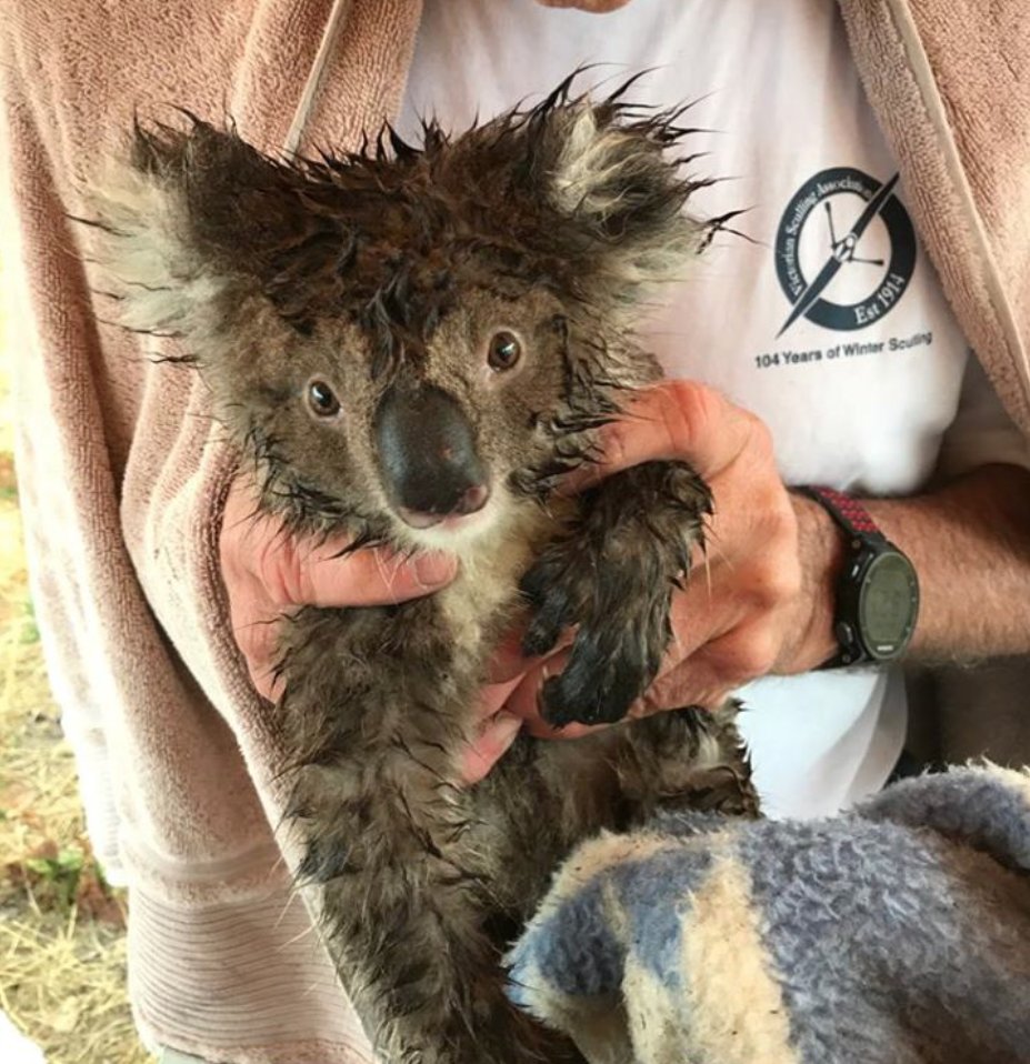 Vets_Compassion's tweet photo. The number of #koalas rescued from #CapeBridgwater in Portland was astounding. All those needing care and treatment were transferred to local wildlife carer Tracey at #MosswoodWildlifeRescue in ##Koriot and her amazing team of volunteer carers. Thanks to everyone that assisted! https://t.co/vwSvWFwcr3