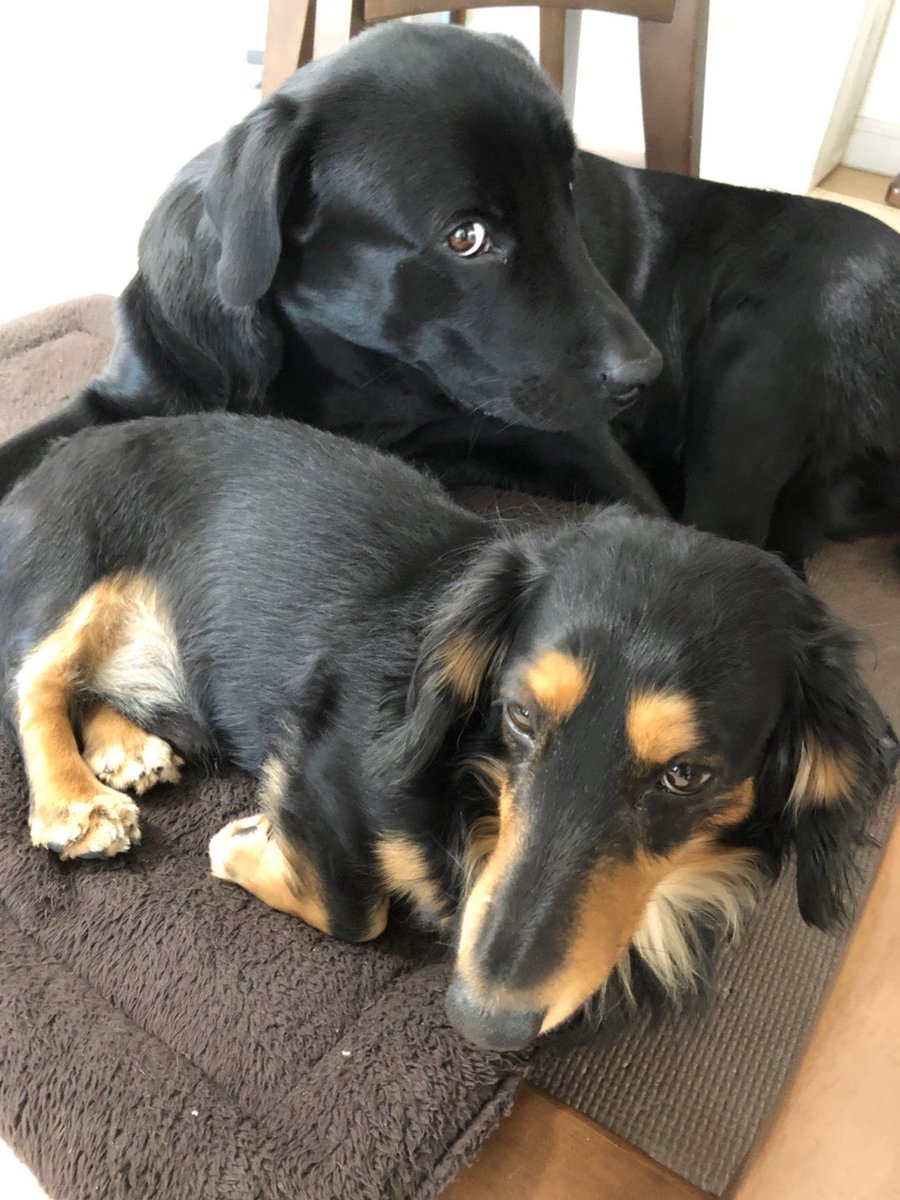 gn0508's tweet photo. 今日1日テレビすら1回もつけやんと
1日が終わりました。
犬たちに囲まれたいです。 https://t.co/L2hetu0QS3