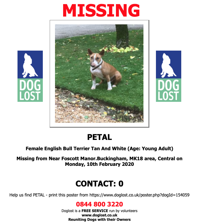 DogLostUK's tweet photo. https://t.co/jt1sXwNKjV 
#LOST  #DOG  PETAL
Female #EnglishBullTerrier  
#Missing from Near #Foscott Manor #Buckingham #MK18
Monday, 10th February 2020 #LostDog  #ScanMe 
 https://t.co/jMVdu4aU7D @VetsGetScanning @SAMPAuk_ https://t.co/TrWw1Ply9L