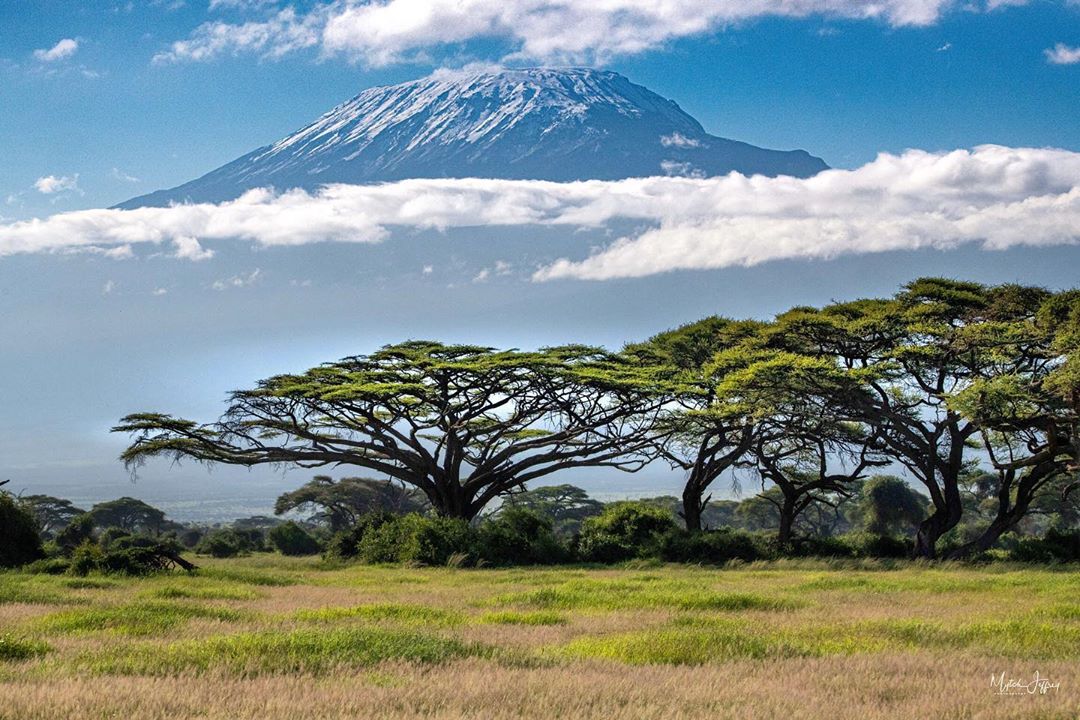 kenyapics's tweet image. Two of the most recognizable icons of Africa, Mount Kilimanjaro and the Tortilis Acacia tree at Amboseli National Park. Photo by MPJ Photography
