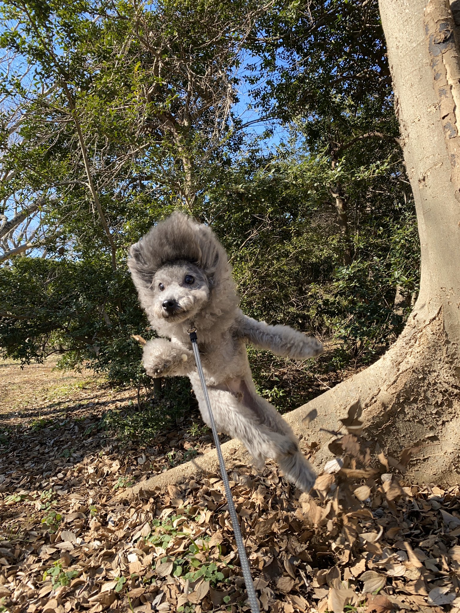 トイboy Toy Twitter