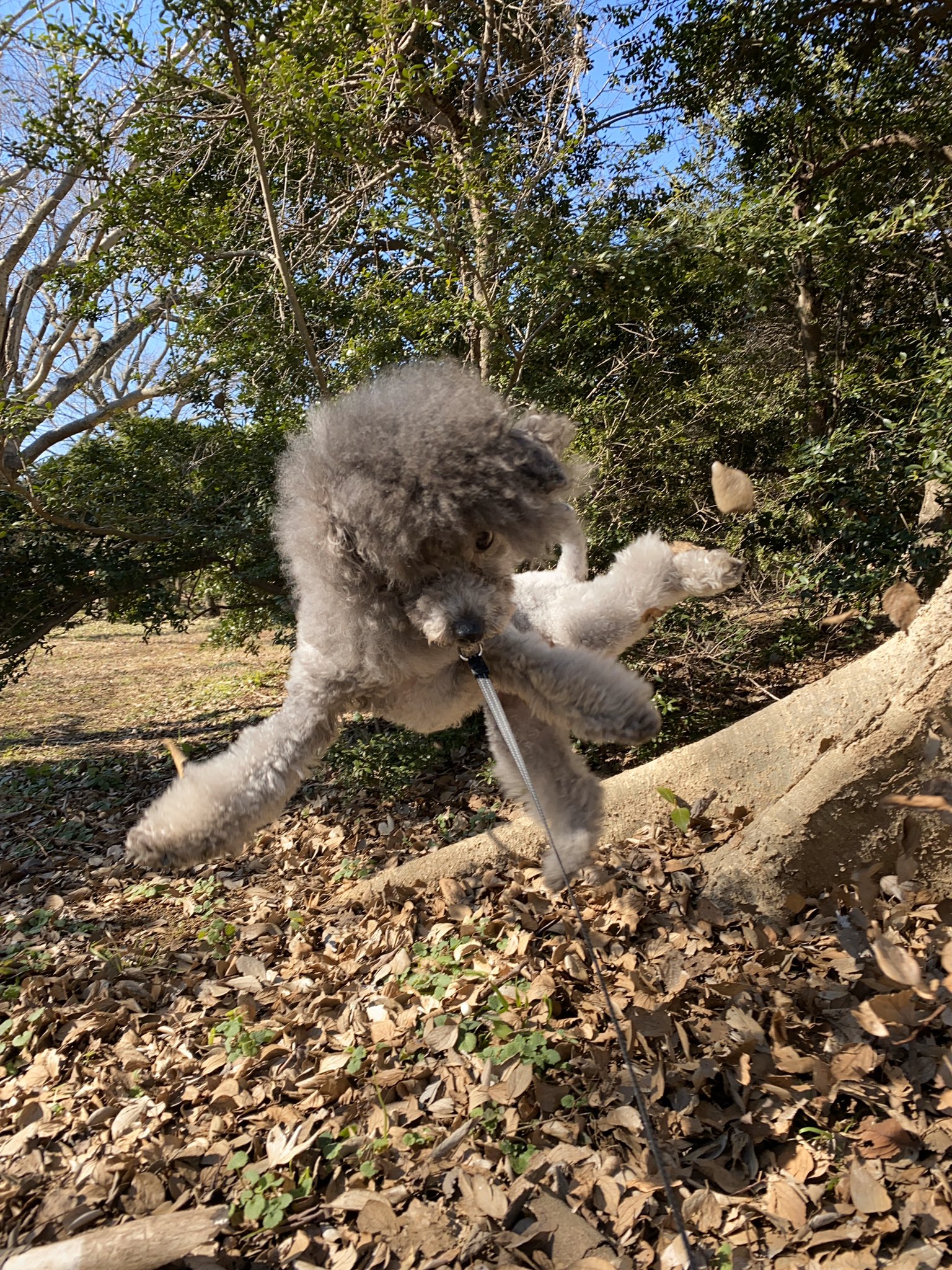 トイboy Toy Twitter