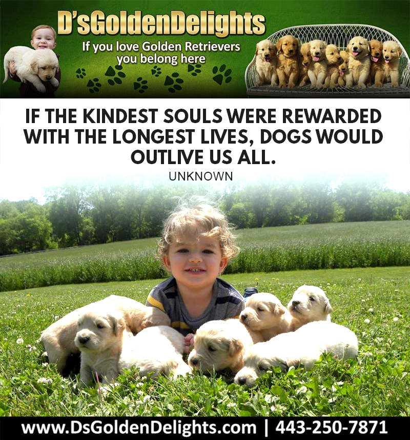 DsGolden_'s tweet image. If the kindest souls were rewarded with the longest lives, dogs would outlive us all. 
- Unknown 
#dsgoldendelights