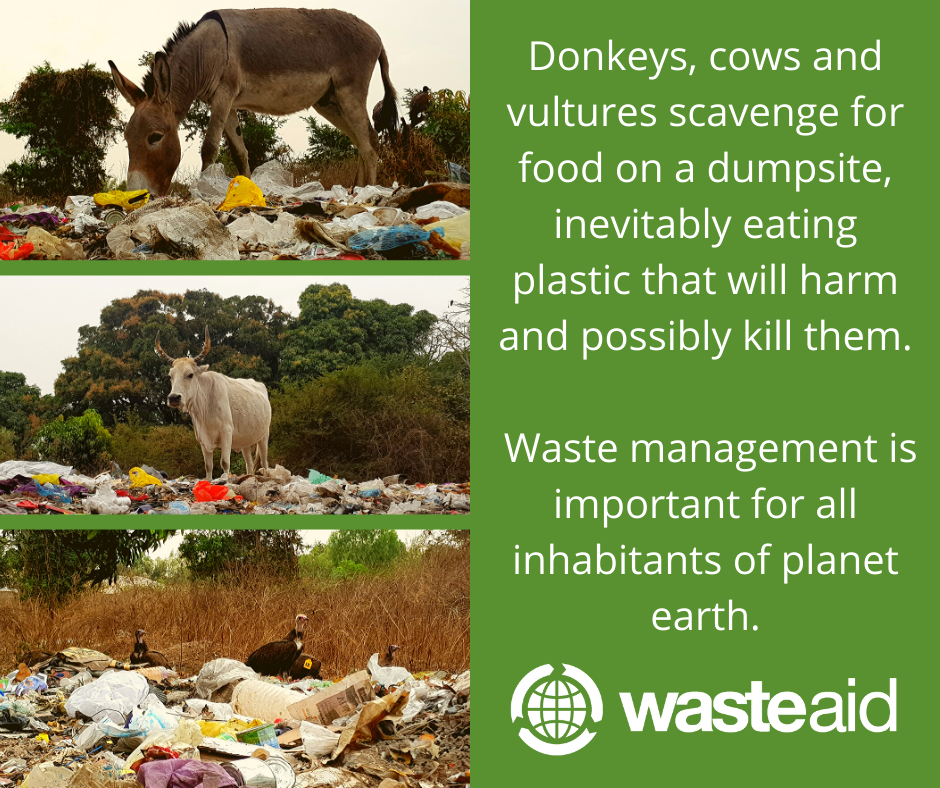 WasteAid's tweet photo. Donkeys, cows and vultures scavenge for food on a dumpsite, inevitably eating plastic that will harm and possibly kill them. Waste management is important for all inhabitants of planet earth. #wastematters #wastemanagement #waste #plasticpollution #plasticfree #recycle #recycling https://t.co/yuqiOM4quj