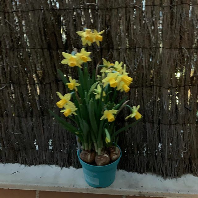 Acebomarta's tweet photo. Qué ganas de #primavera #buenosdias #project365 #aceboproject365in2020 https://t.co/XnXXy1Xbjd https://t.co/cl6dY3Fnq6