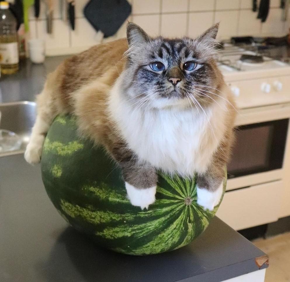 MeowMoeDotCom's tweet photo. How can a #Cat on a #Watermelon be so #Cuute, #Btw #Tht #Cat is a #Ragdoll for those who want to know
#Cats #Cat #Kittens #Kitten #Kitty #Pets #Pet #Meow #Moe #CuteCats #CuteCat #CuteKittens #CuteKitten #MeowMoe
https://t.co/DVEB6zjpo2
. https://t.co/JhR5CYiIxU