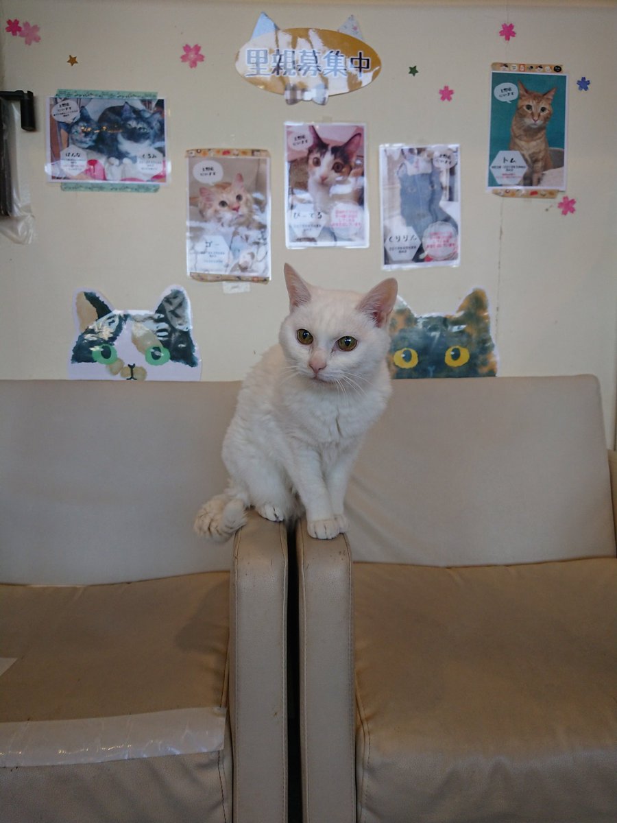 猫まるちゃんぷ みんな健康でいてくれだだよ お膝待ちのおもち まだかな 手近付けたら怒られた 笑 猫まるカフェ 猫まるカフェ上野 猫 猫カフェ 上野 沖縄 保護猫 白猫 おもち お膝猫 お膝待ち 怒られた ねこら部 Cat Cafe 猫まるちゃんぷ みんな健康でいてくれだだよ お膝待ちのおもち まだかな 手近付けたら怒られた 笑 猫まるカフェ 猫まるカフェ上野 猫 猫カフェ 上野 沖縄 保護猫 白猫 おもち お膝猫 お膝待ち 怒られた ねこら部 Cat Cafe