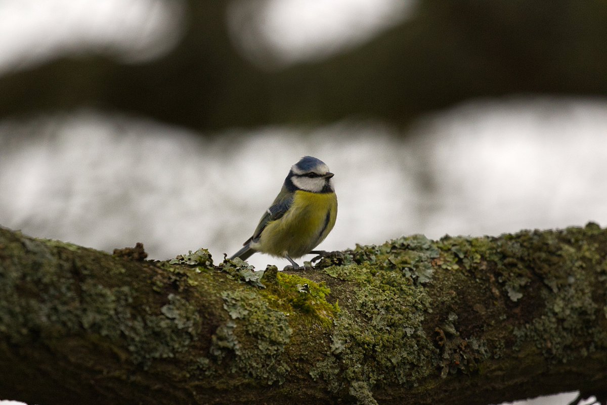 buzzandflutter's tweet photo. Blue tit photo @ Eden Brooknature reserve, Fleet.
#wildlifephotography #wildlife #birdphotography #letscreateabuzz https://t.co/yLqrVO8zTT