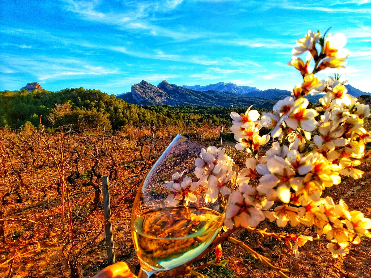 🌸 Pel mes de febrer, treu flor l'ametller!🌸
#TerraAlta 
Reserves a l'enllaç:
ℹ️ viorigen.com/ca/producto/ta…
☎️ 669 06 03 12 - 650 18 74 01