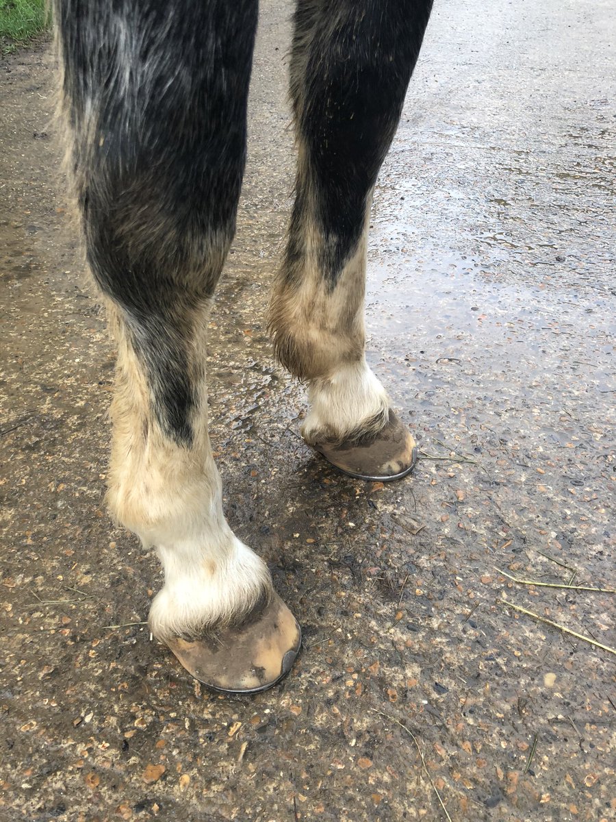 Lucie_Hodges86's tweet image. I love how @Smart_Grooming Leg and Body Whitening Powder can transform Ice’s dirty socks! 💫 #smartgrooming #turnout #TuesdayTips