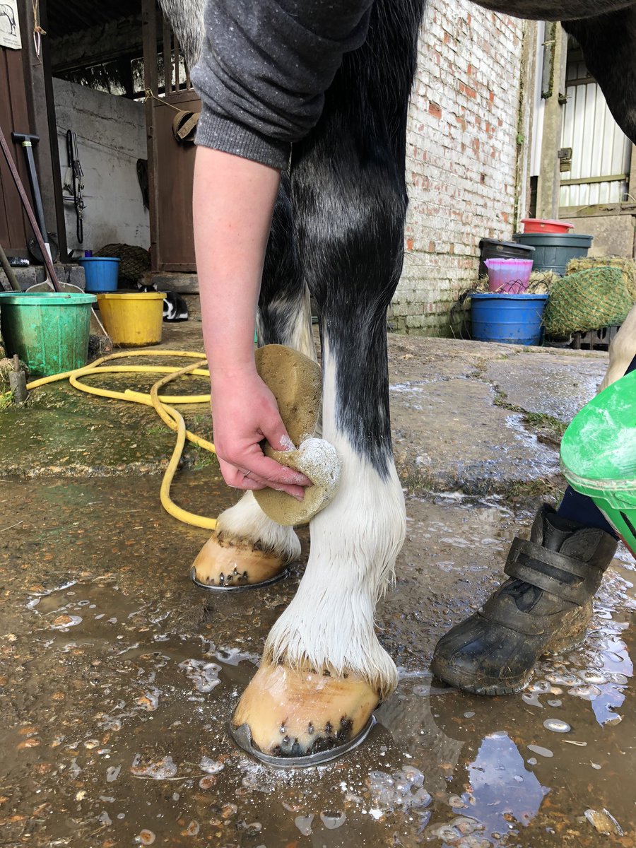 Lucie_Hodges86's tweet image. I love how @Smart_Grooming Leg and Body Whitening Powder can transform Ice’s dirty socks! 💫 #smartgrooming #turnout #TuesdayTips