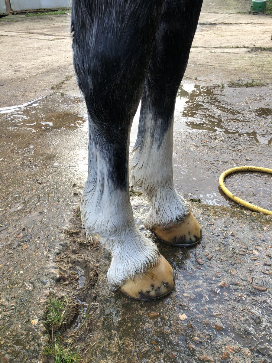 I love how @Smart_Grooming Leg and Body Whitening Powder can transform Ice’s dirty socks! 💫 #smartgrooming #turnout #TuesdayTips