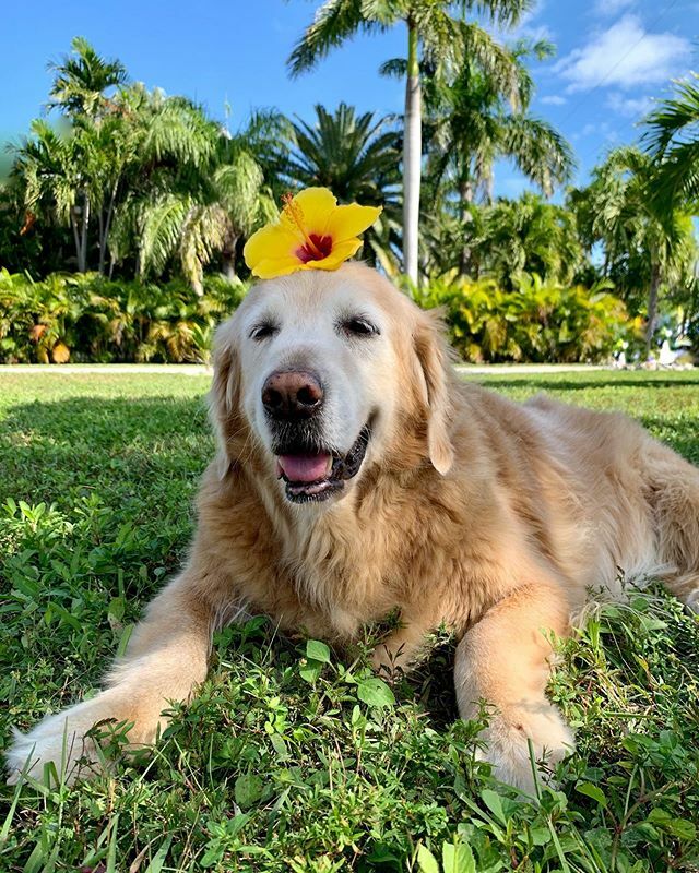 The Golden Ratio tweet media