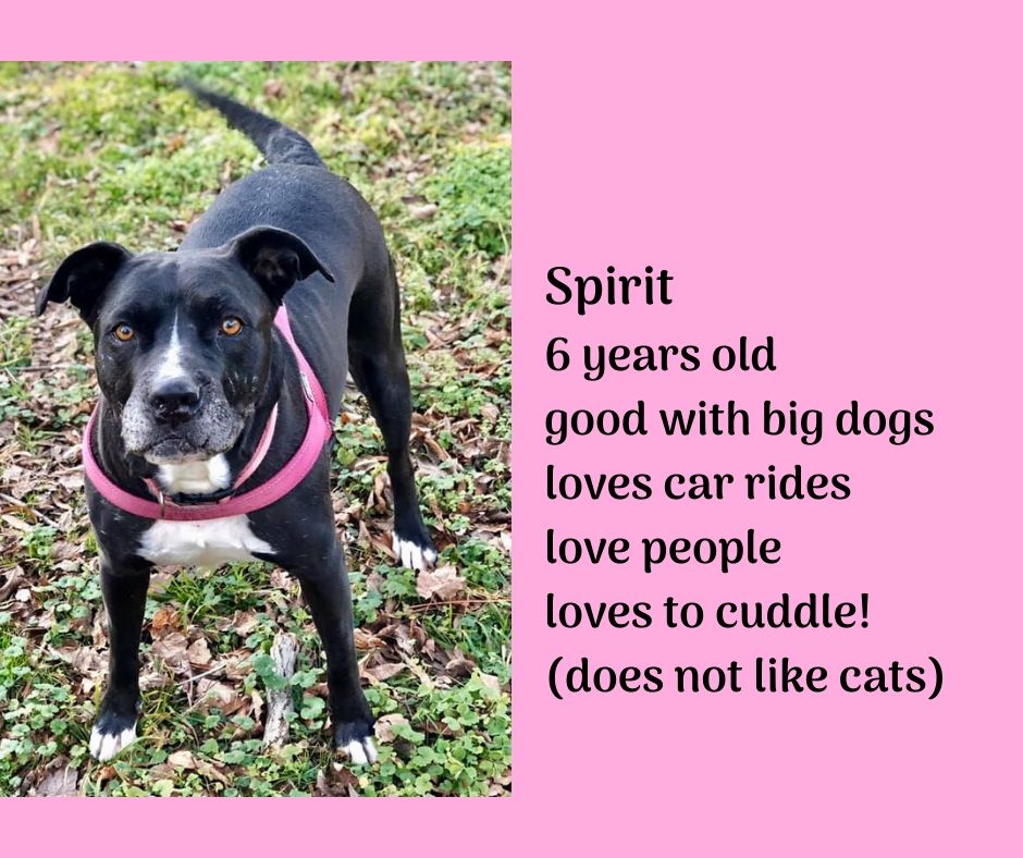 CAB_Rescue's tweet photo. https://t.co/NLTZuauV8S
#pitbullsofinstagram #dogsofdurham #rescuedogs #adoptabullie https://t.co/qOTFPV8dzW