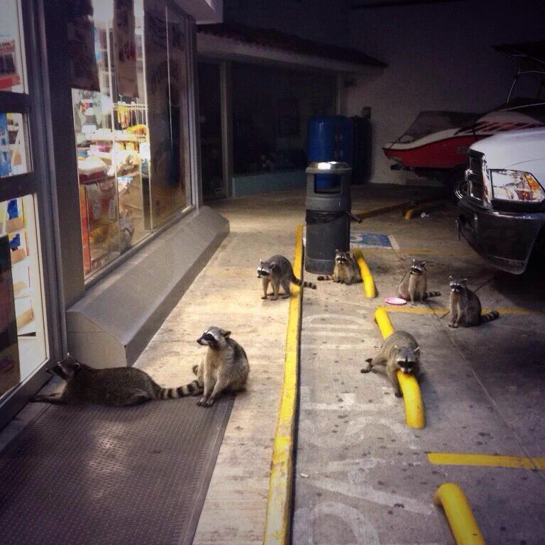 メキシコのコンビニにいった結果？アライグマ沢山いたwww