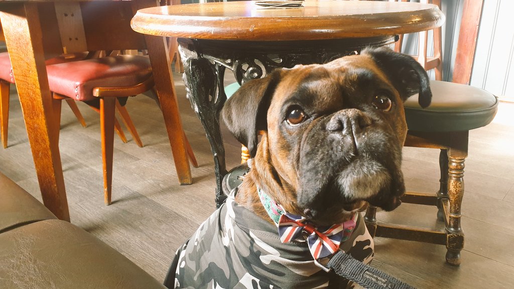 PubDogLE2's tweet photo. I'm Having A Real Treat Cus I Been A Good Girl Recovering From Massive Surgery 
Coffee @BlackHorseLE2 
Lunch @SBTheRailway 
Oooo Yeah, My Favourite #pubs 
#boxersoftwitter #dogfriendly #Leicester #ukpubs https://t.co/dGBPyaRTCN