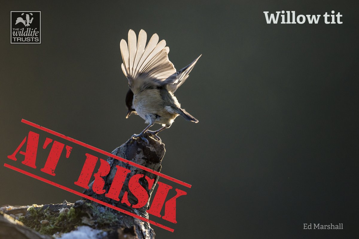 WildlifeTrusts's tweet photo. Today the Government gave the green light to the #HS2 rail project, without acknowledging the devastating impact on the hundreds of precious wild places and the wildlife that depends on them – that lie in the path of the route. Our thoughts: https://t.co/ERVA81LJp3🌳🦉 https://t.co/aFOdOTjkSd