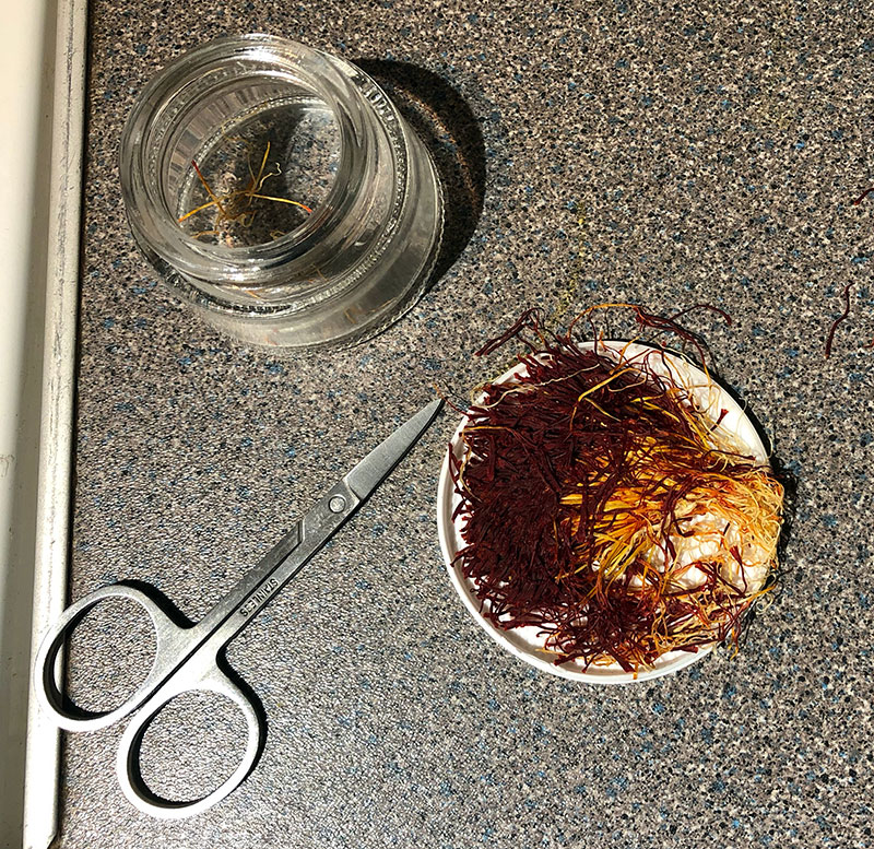 Since the saffron crocus grows from a bulb, I assume the "root" here is the yellow root of the red thread. It's not usually included when buying saffron, but one can find saffron "with root". Here I'm cutting the roots from the threads to treat them separately.