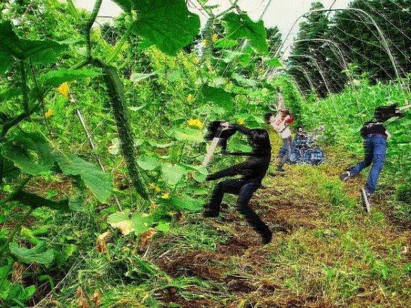 @pazu_official きゅうり畑でライブやってる人達ですね 