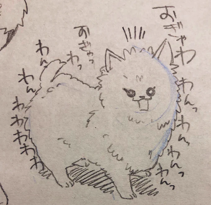 こうらいポメ 