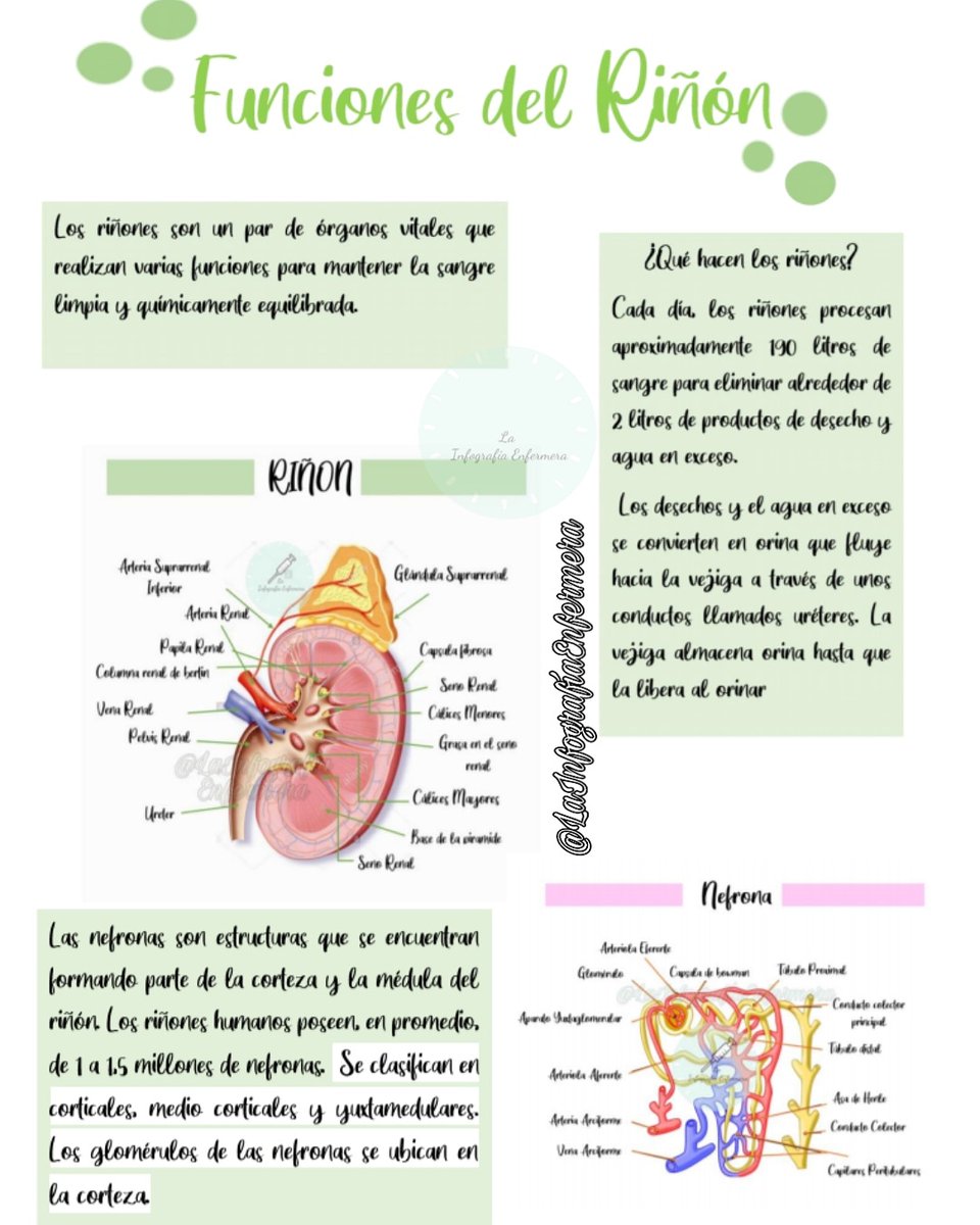 InfogEnfermera's tweet photo. Para realizar la Diálisis Peritoneal, primero debes conocer la función del riñón y la nefrona. 
Aquí te lo explicamos en breve. 
🧪🧫🧬💉 https://t.co/JnDDg97s5E