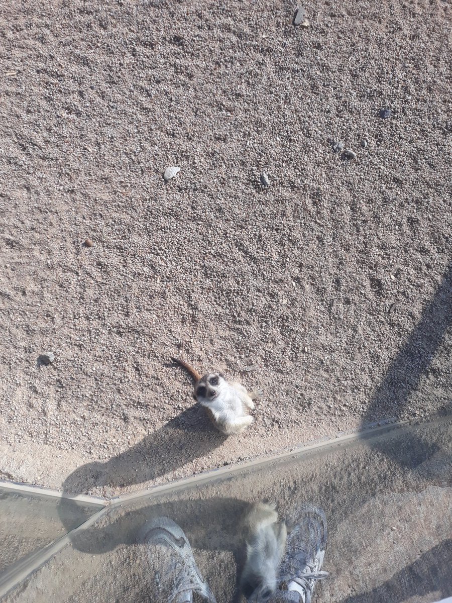 수달, 어캣이 짱귀여오