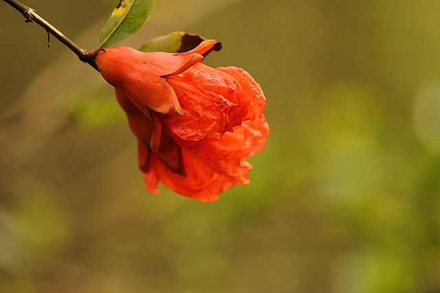 The resulting hue is puzzling because this is what a pomegranate blossom looks like. There's no way this red can be achieved this way. So maybe it's meant to look like the dye from the flower, rather than the flower itself.