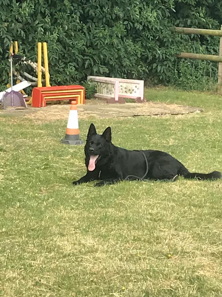 CyberSecurityF4's tweet photo. Jake is our fully qualified dog handler/instructor.

Cyber Watch Security Force Ltd.
Tel: 01322 424 552
Email: info@CyberWatchSecurityForceLtd.co.uk

 #gaurddogs #doghandling #drugdogs #servicedogs #securitydogs #germanshepherd #alsatian #SecurityGuard https://t.co/rLi9HFnnUe