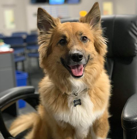 PawChamps's tweet photo. Why work when you can have a photoshoot! Meet Appa, posing in front of the Flexy Paw!

#FLEXYPAW #dogs #dogstagram #dogsofinsta #dogsofinsta #petsofinsta #petsofinstagram #petsofinstagram #poochselfie #dog #puppies #phodographer #foodie #doggo https://t.co/jhPJpvnoBq