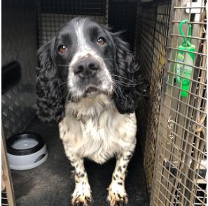 CyberSecurityF4's tweet photo. Guard &amp; DRUG Dog Services 

Fully qualified dog handler/instructors

Cyber Watch Security Force Ltd.
Tel: 01322 424 552
Email: info@CyberWatchSecurityForceLtd.co.uk

#gaurddogs #doghandling #drugdogs #servicedogs #corporatesecurity #germanshepherd #alsatian #Rottweiler #Spaniel https://t.co/lWbkkgJRSn