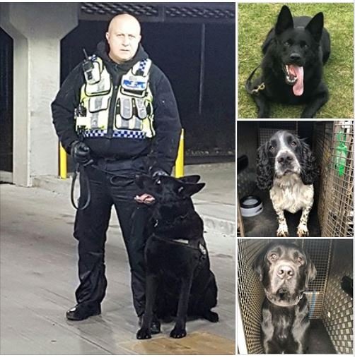 CyberSecurityF4's tweet photo. Guard &amp; DRUG Dog Services 

Fully qualified dog handler/instructors

Cyber Watch Security Force Ltd.
Tel: 01322 424 552
Email: info@CyberWatchSecurityForceLtd.co.uk

#gaurddogs #doghandling #drugdogs #servicedogs #corporatesecurity #germanshepherd #alsatian #Rottweiler #Spaniel https://t.co/lWbkkgJRSn