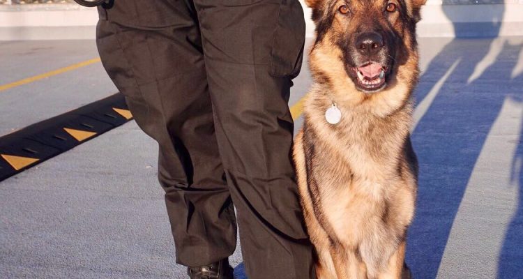 CyberSecurityF4's tweet photo. Guard &amp; DRUG Dog Services 

Fully qualified dog handler/instructors

Cyber Watch Security Force Ltd.
Tel: 01322 424 552
Email: info@CyberWatchSecurityForceLtd.co.uk

#gaurddogs #doghandling #drugdogs #servicedogs #corporatesecurity #germanshepherd #alsatian #Rottweiler #Spaniel https://t.co/lWbkkgJRSn