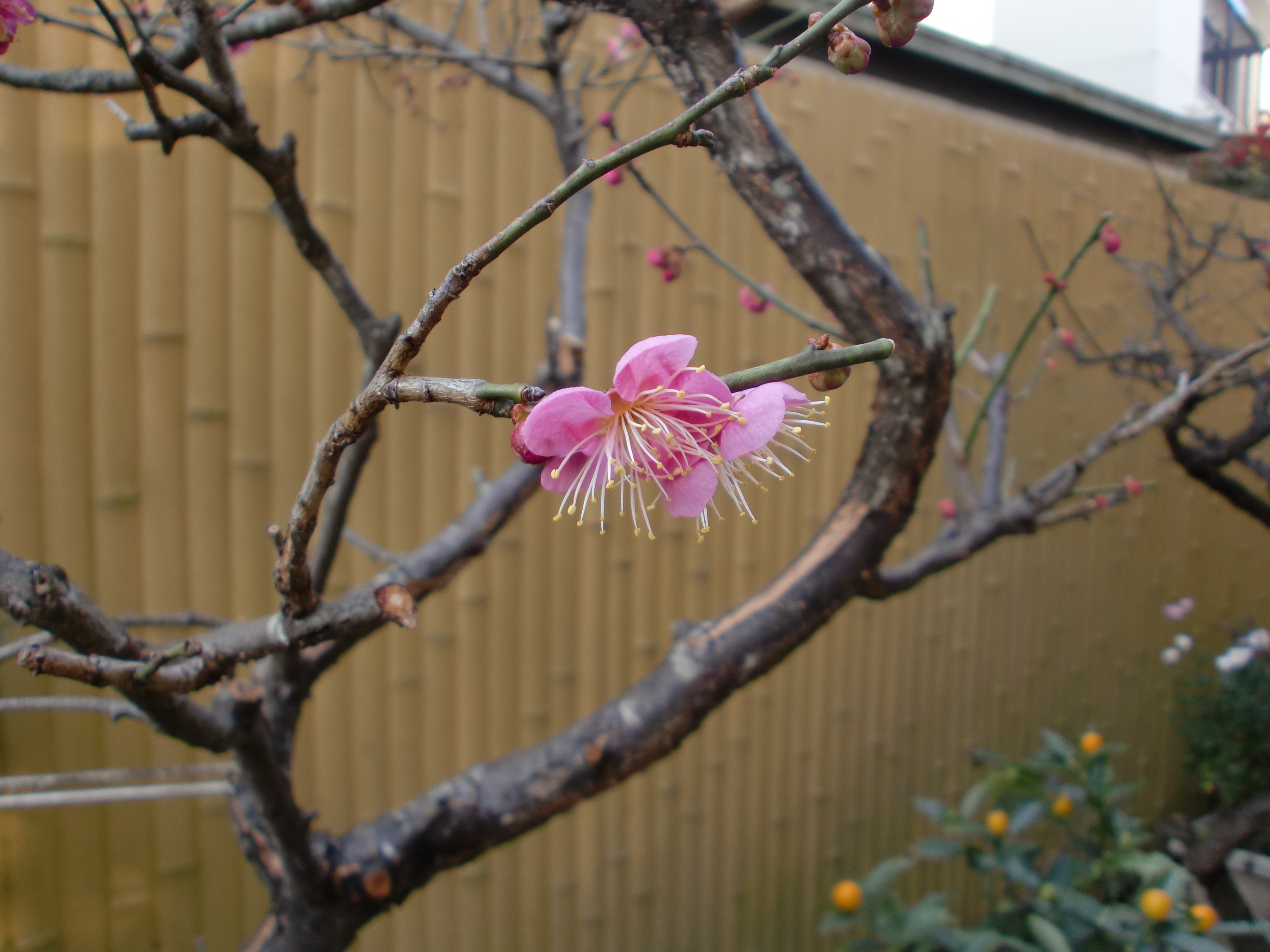 Asai 日本の梅の花 デジカメ 写真好き 写真好きと繋がりたい カメラ好きな人と繋がりたい カメラ 写真 Camera Photo デジタルカメラ グラフィックデザイン 花 梅の花 春の花 日本の花 梅 ピンクの花 Adobeで 黒雲 で検索すると