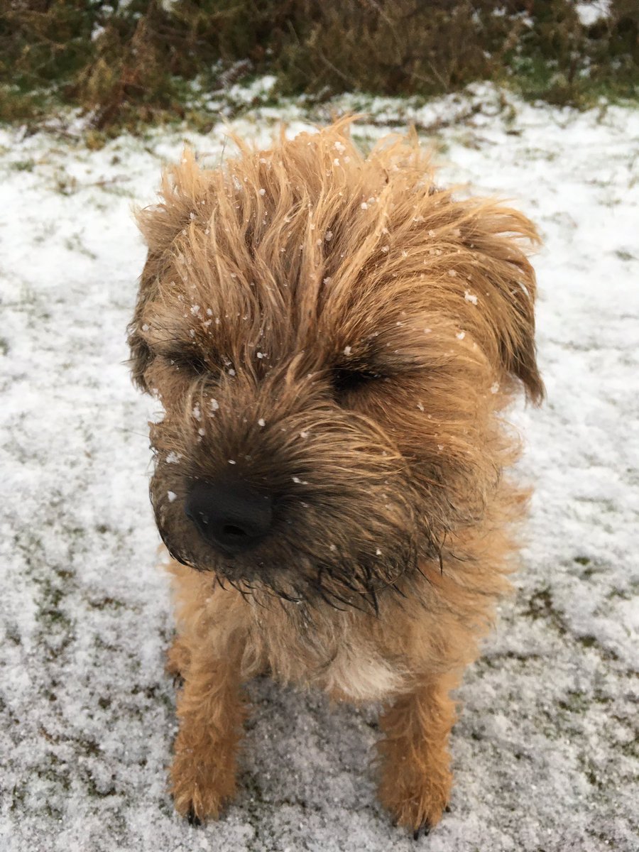 papillongin's tweet photo. Bit of a bracing start to the day.
#headdistiller #fitzheadleggett #distillerydog #papillongin #distilledondartmoor #awardwinning #dartmoor #gin https://t.co/wsj9iQVsA1