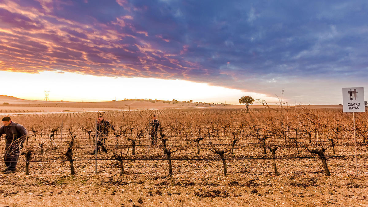 Bodega Cuatro Rayas (@cuatrorayas) on Twitter photo ¡Tiempo de poda!
La #poda, tarea callada, concienzuda y precisa es determinante para la calidad de los futuros vinos. Con la poda se abre un nuevo ciclo de vida para la planta.
#CuatroRayas <a href="/DORueda/">D.O. Rueda</a> ¡Tiempo de poda!
La #poda, tarea callada, concienzuda y precisa es determinante para la calidad de los futuros vinos. Con la poda se abre un nuevo ciclo de vida para la planta.
#CuatroRayas <a href="/DORueda/">D.O. Rueda</a>