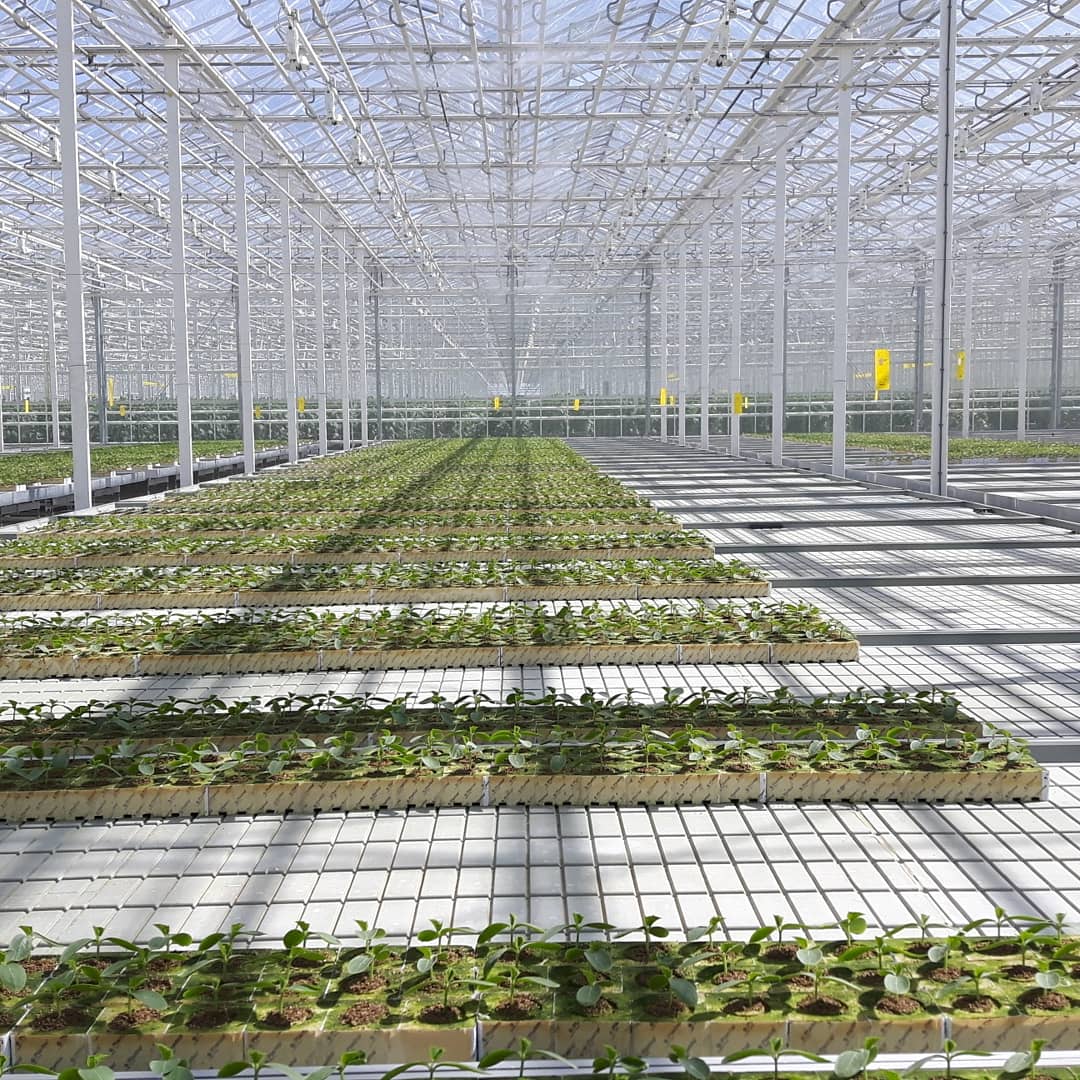 Horti_XS's tweet photo. 𝐖𝐚𝐭𝐞𝐫 𝐒𝐮𝐩𝐩𝐥𝐲 𝐟𝐨𝐫 𝐘𝐨𝐮𝐫 𝐆𝐫𝐞𝐞𝐧𝐡𝐨𝐮𝐬𝐞
Production in greenhouse horticulture is not yet as water-efficient as it could be. Supplying enough water for your greenhouse is one of the main requirements for the optimal growth of your plants. 
#letsgrow https://t.co/SvfmXBCr2j