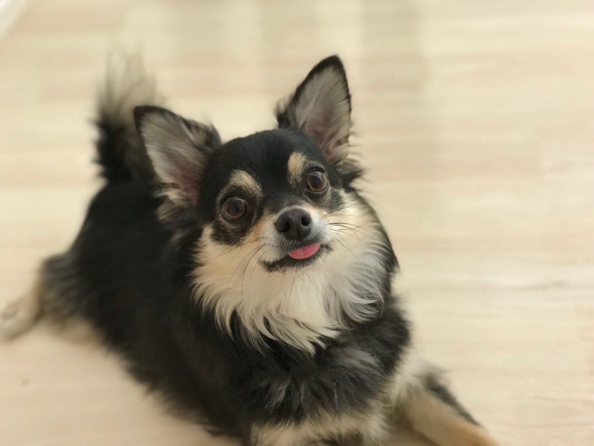 DOG_GALLERY's tweet photo. ホテルにお泊まり中のチワワの丸くん😊
とってもお利口さんで、スタッフが近づくとお腹を見せてゴロン💕
チワワ好きのスタッフと大盛り上がり✨
加工なしでこの可愛さ😍
ごはんもおやつもしっかり食べてます👍
#doggallery
#ドッグギャラリー
#くぅちゃん https://t.co/WWYSwasOgO