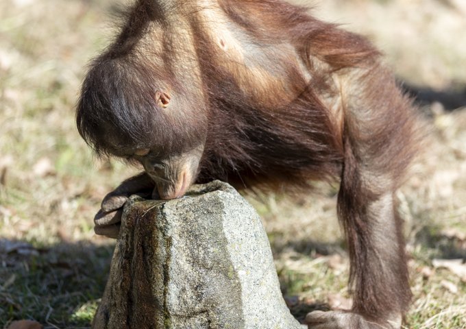 ボルネオオラウータンのtwitterイラスト検索結果